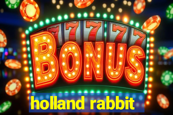 holland rabbit