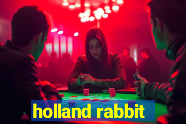 holland rabbit