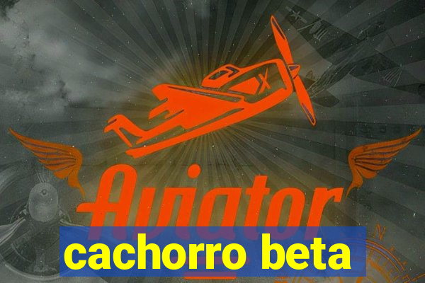 cachorro beta