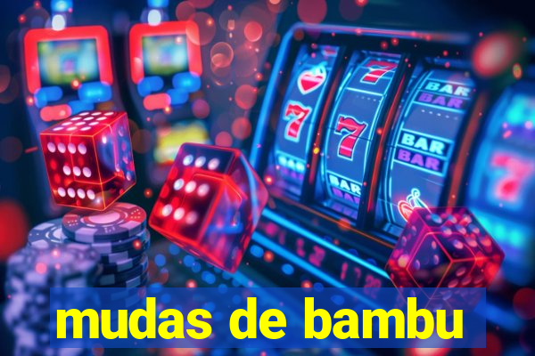 mudas de bambu