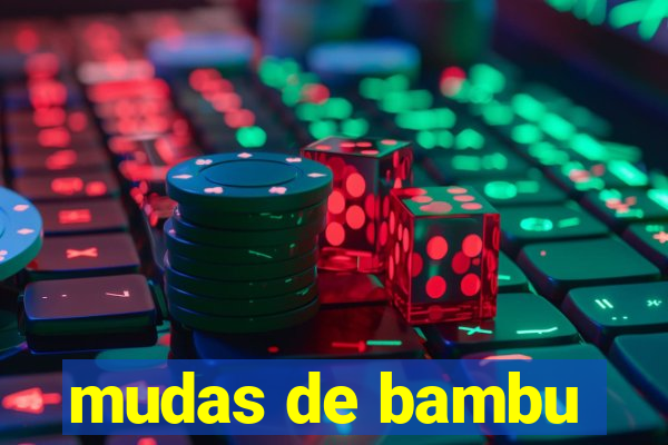 mudas de bambu