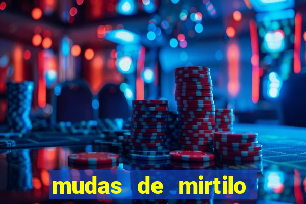 mudas de mirtilo em porto alegre