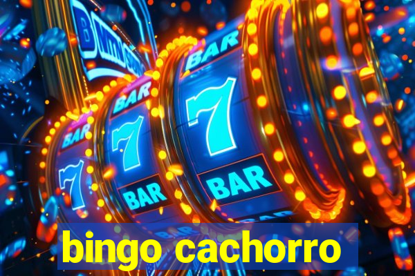 bingo cachorro