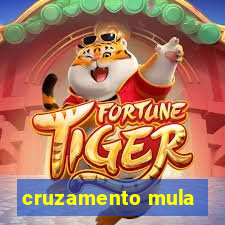 cruzamento mula