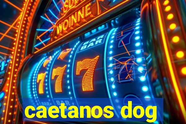 caetanos dog