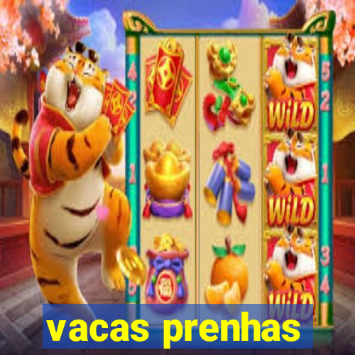 vacas prenhas