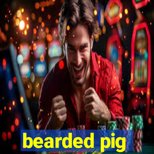 bearded pig