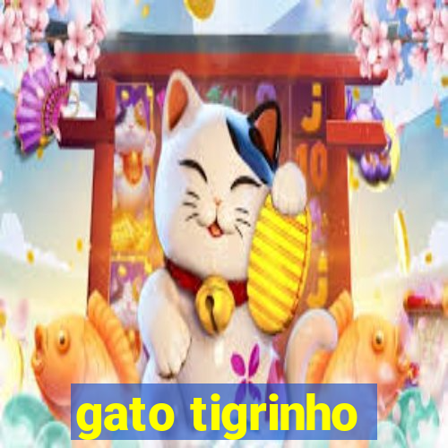 gato tigrinho