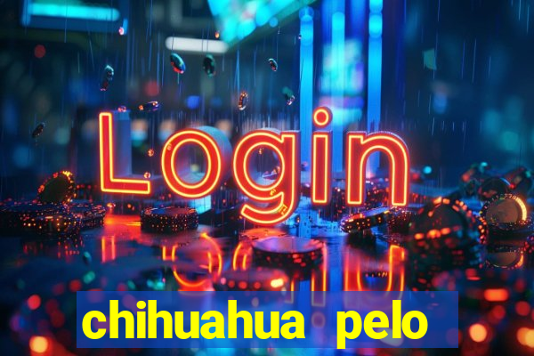 chihuahua pelo longo preço