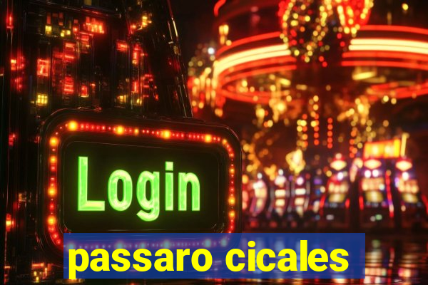 passaro cicales