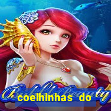 coelhinhas do brasil recife