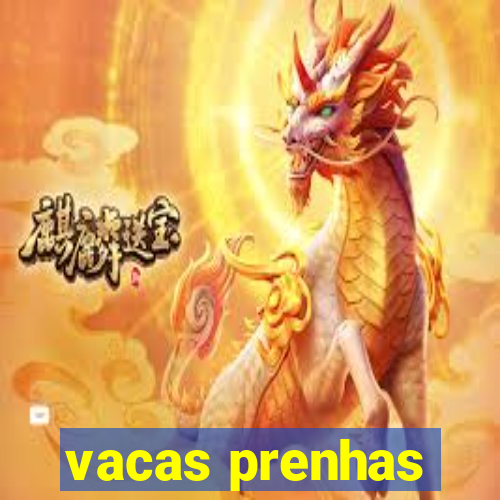 vacas prenhas