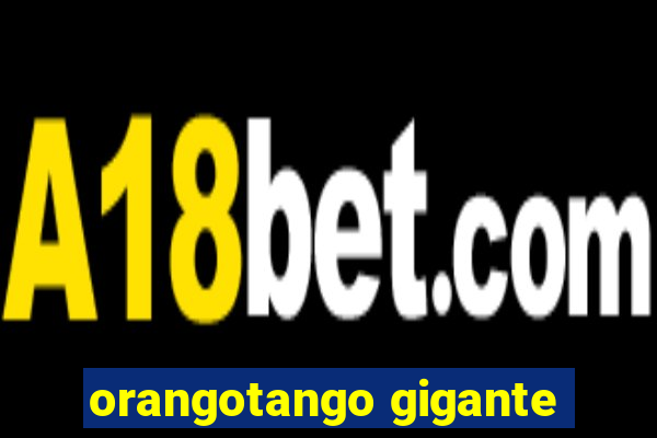 orangotango gigante